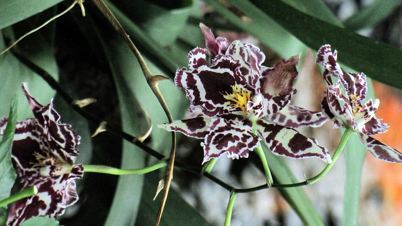 orchid  flower  tropical free photo