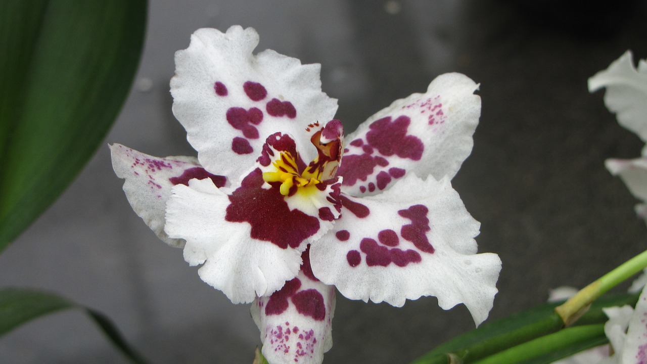 orchid  flower  tropical free photo