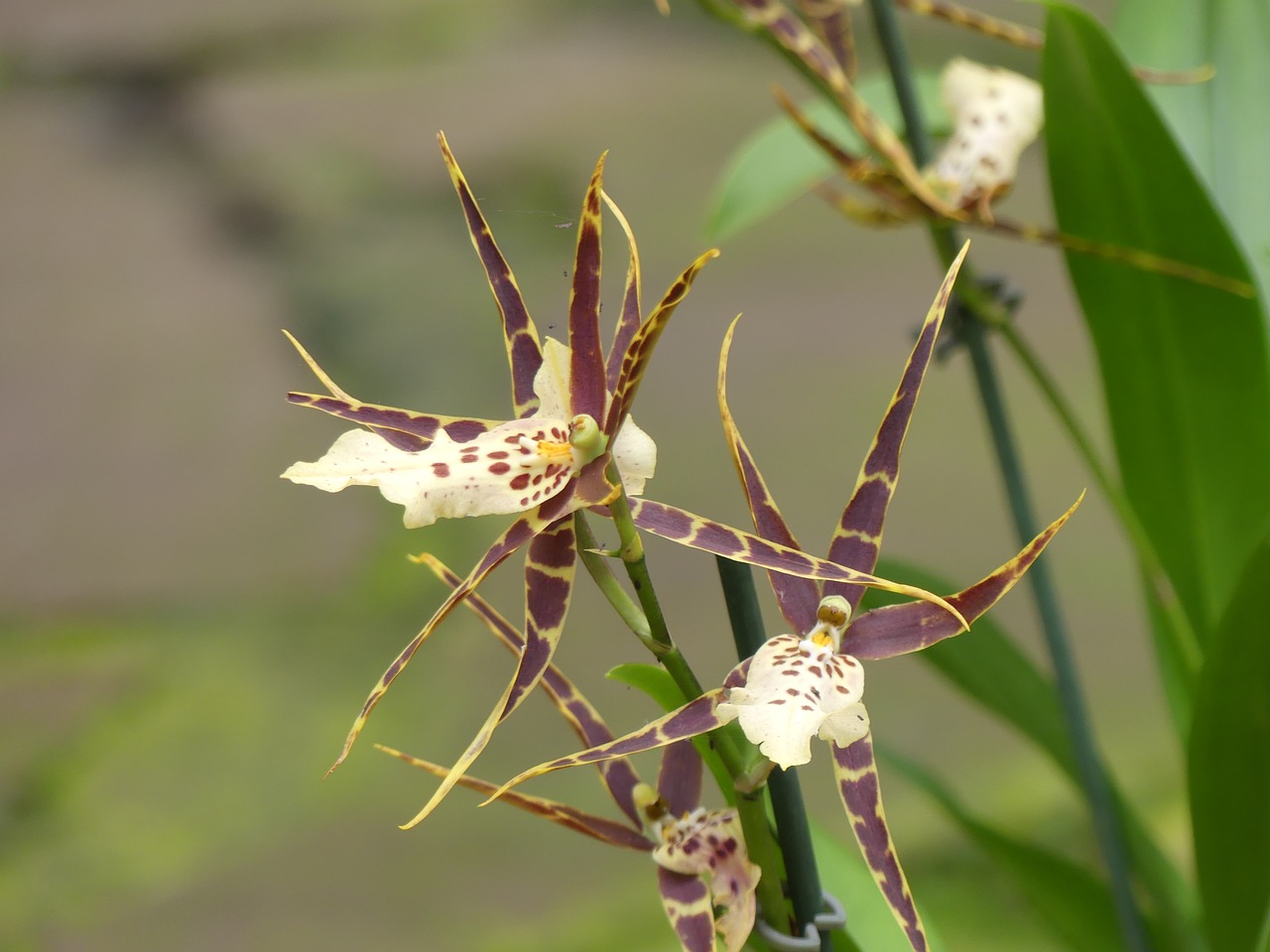 orchid  flower  nature free photo