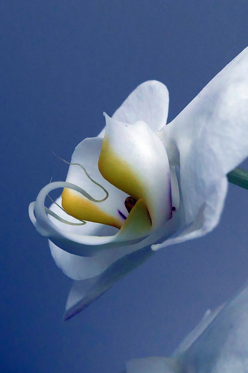orchid  blossom  bloom free photo