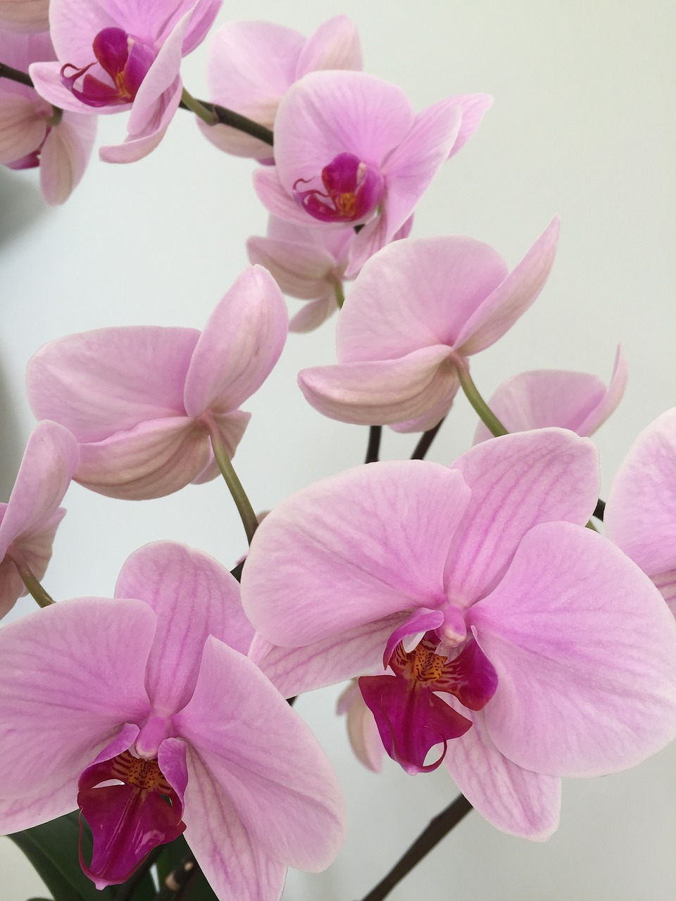 orchid  flower  pink free photo