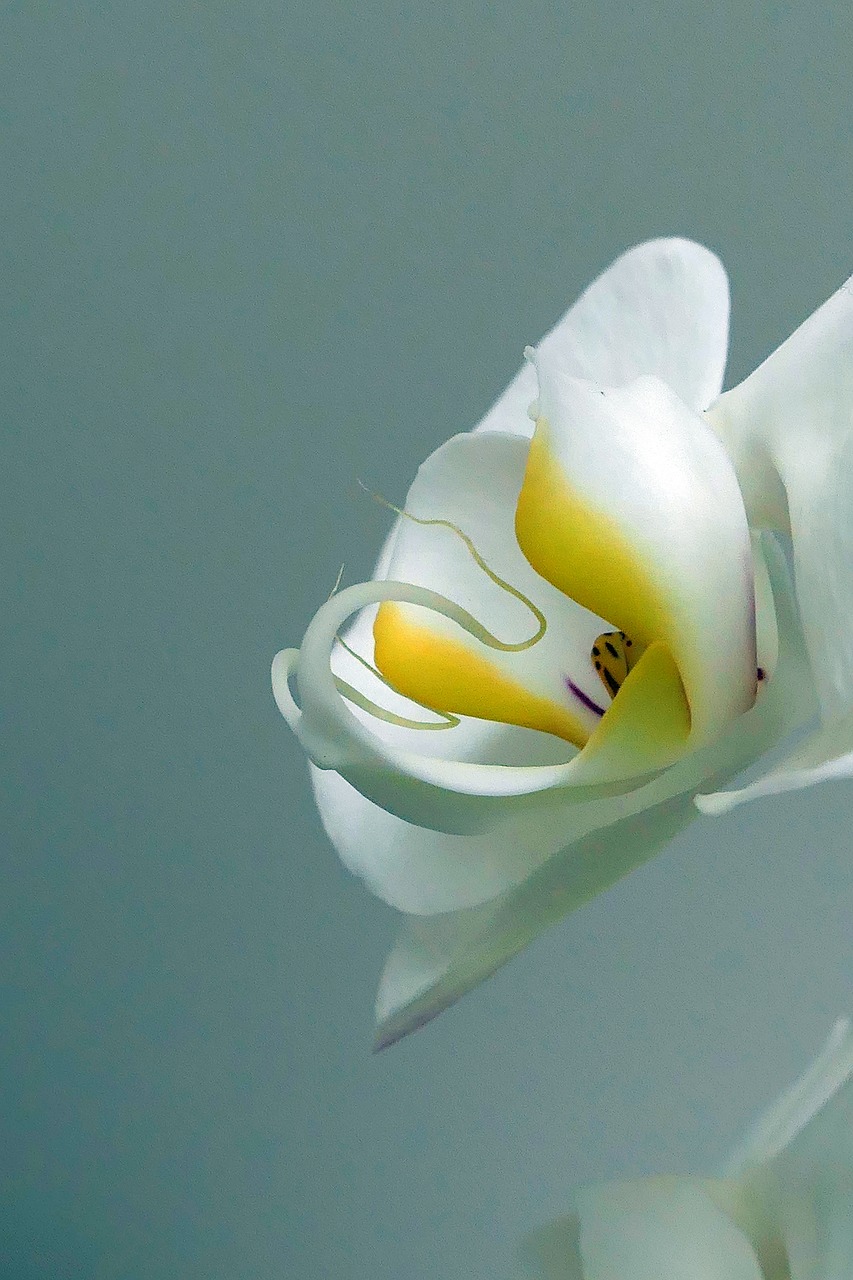 orchid  blossom  bloom free photo