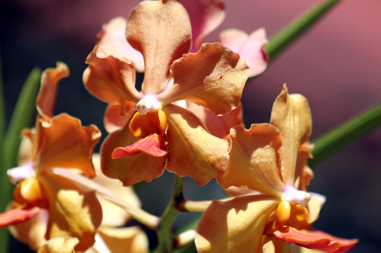 orchid  flowers  plant free photo