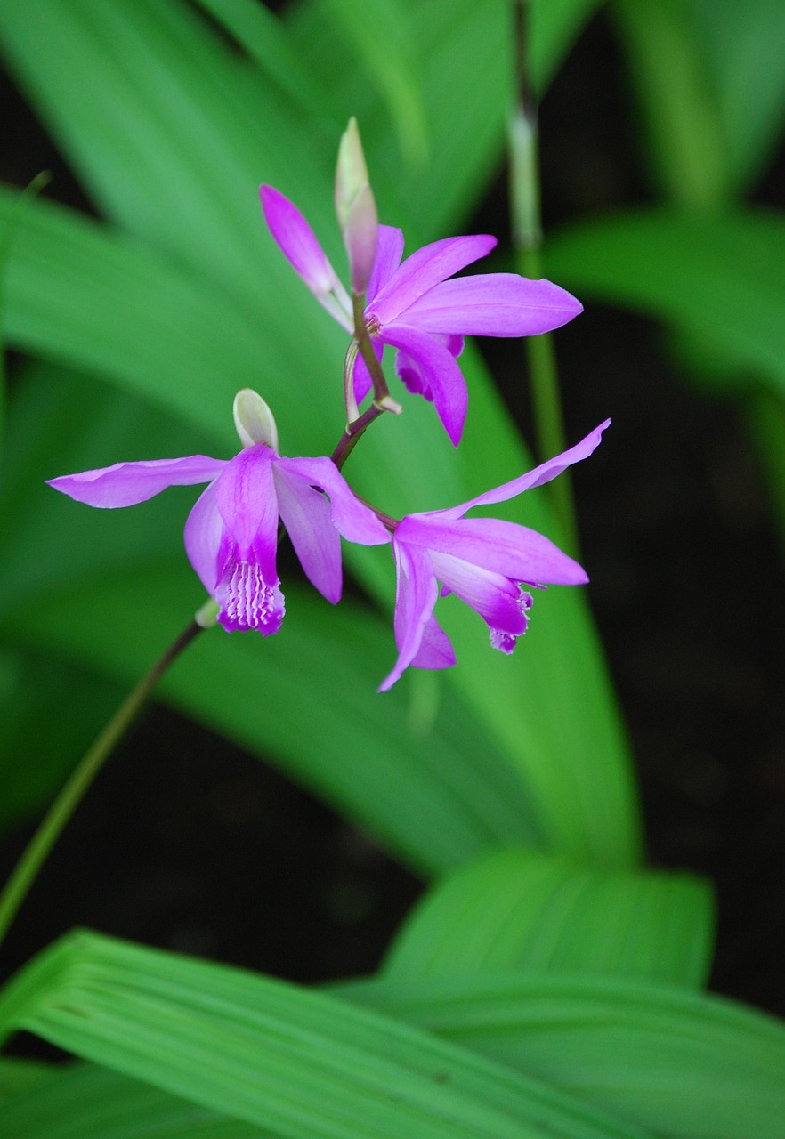 orchid purple flora free photo