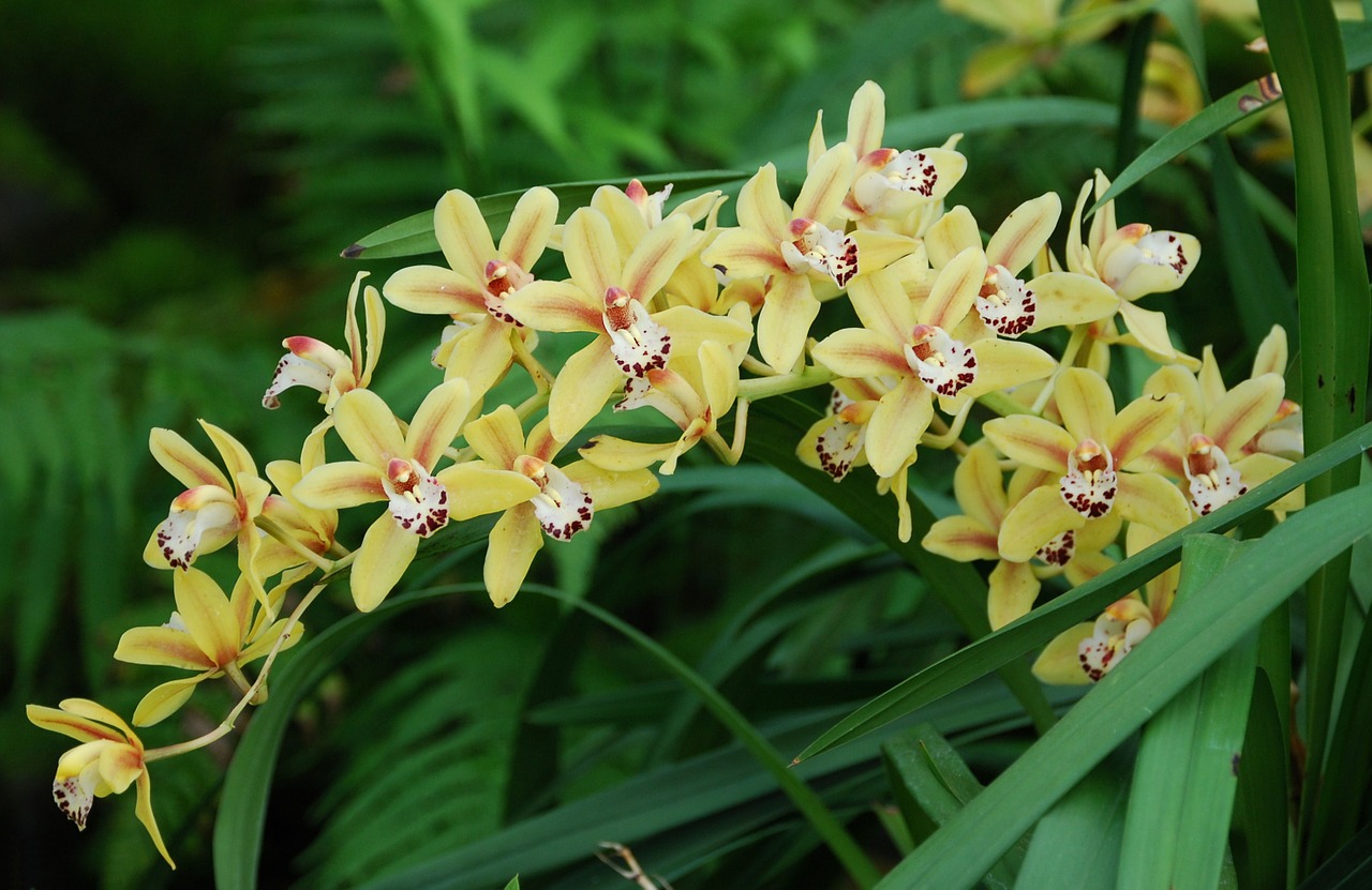 orchid flower yellow free photo