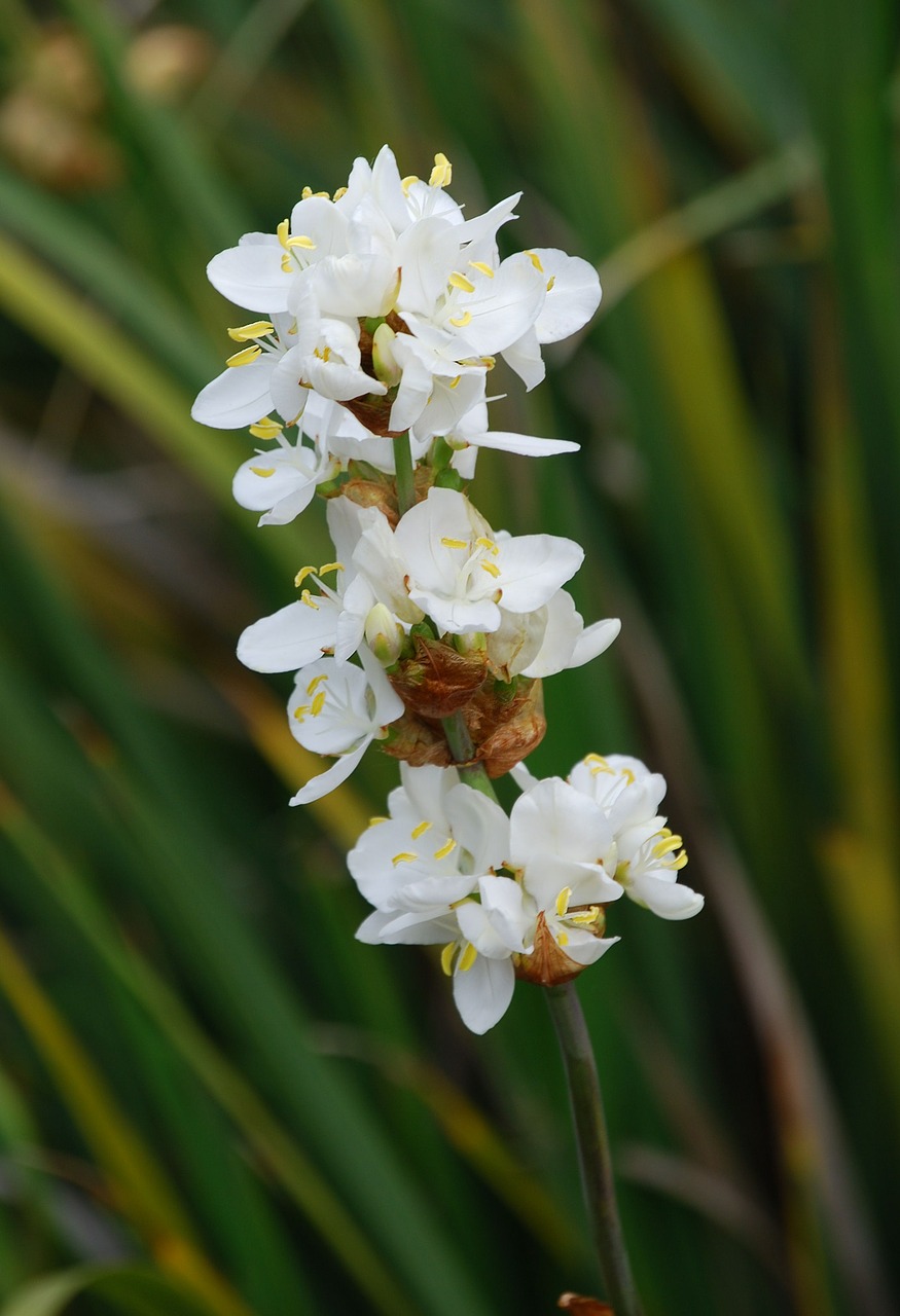 orchid white flora free photo