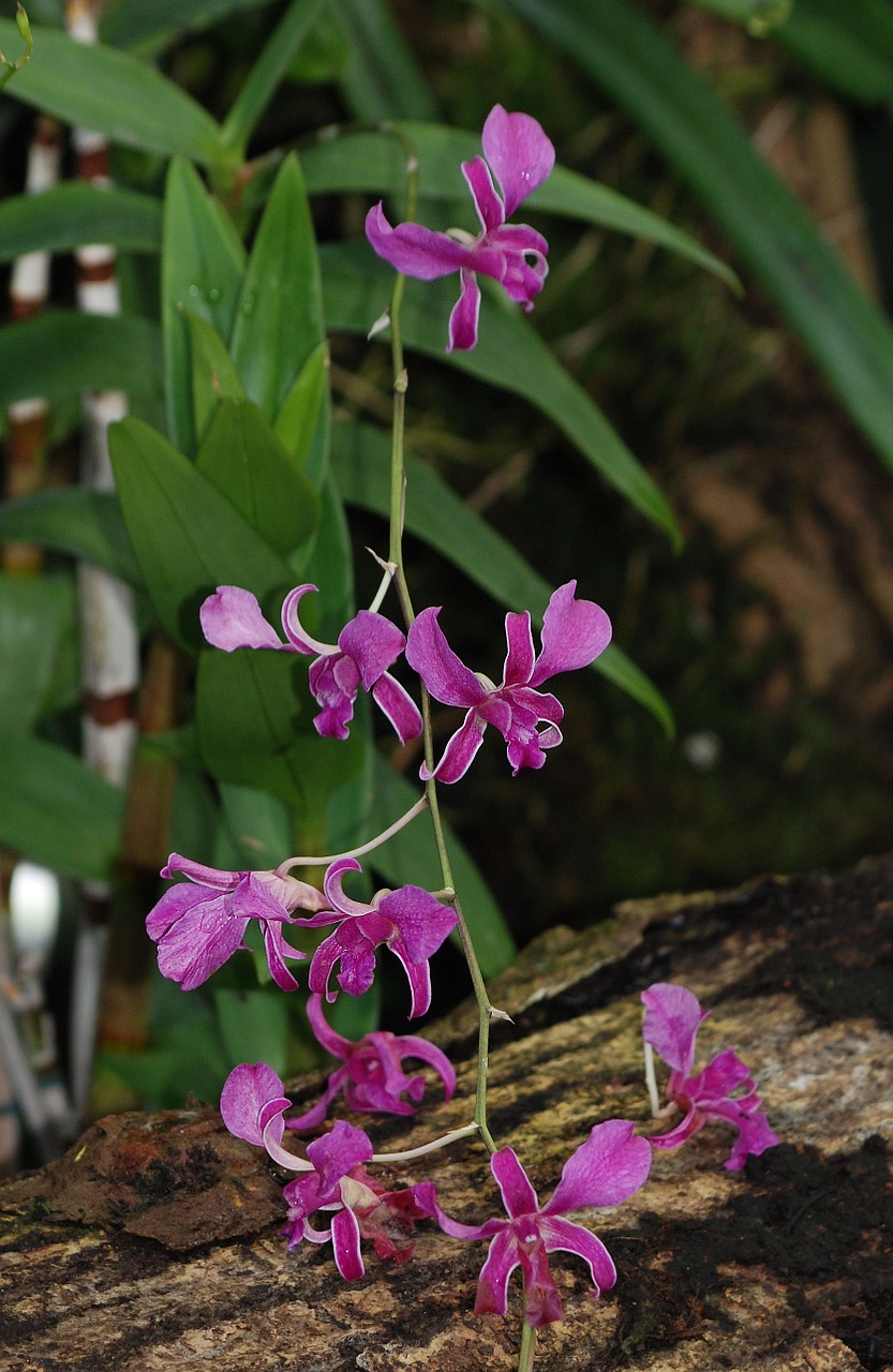 orchid purple leaves free photo
