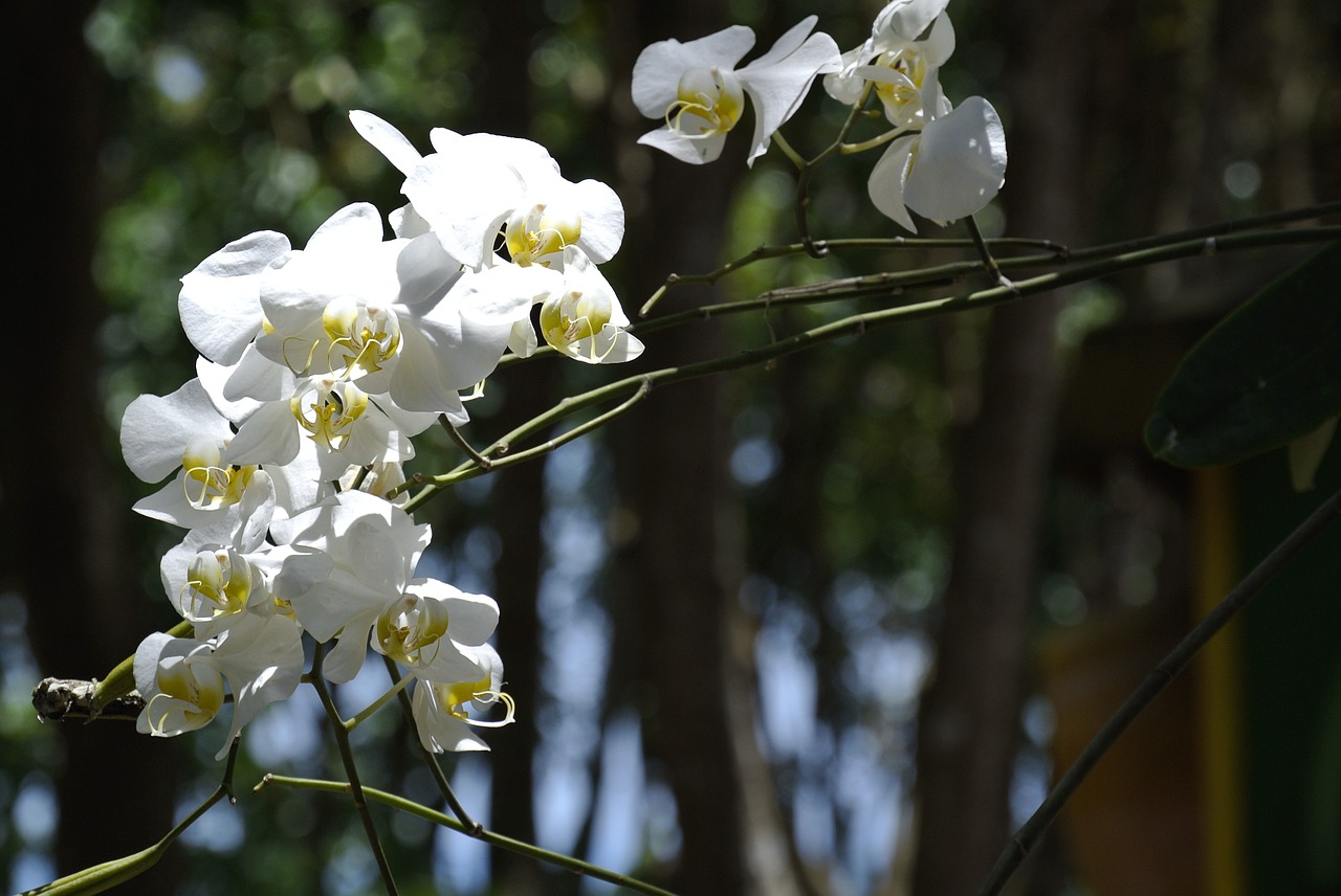 orchid white flower free photo