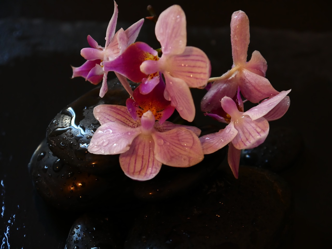 orchid  wellness  stones free photo