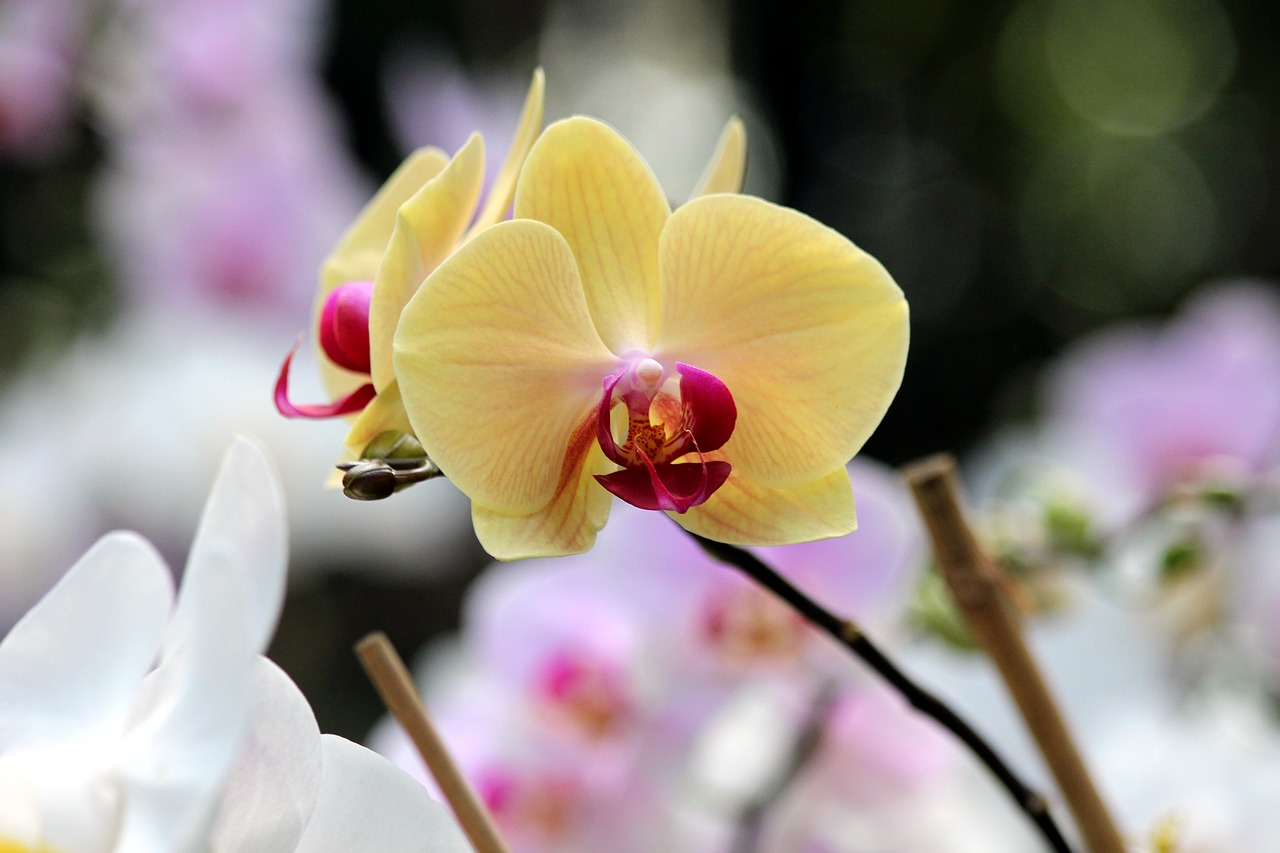 orchid  flowers  phalaenopsis free photo