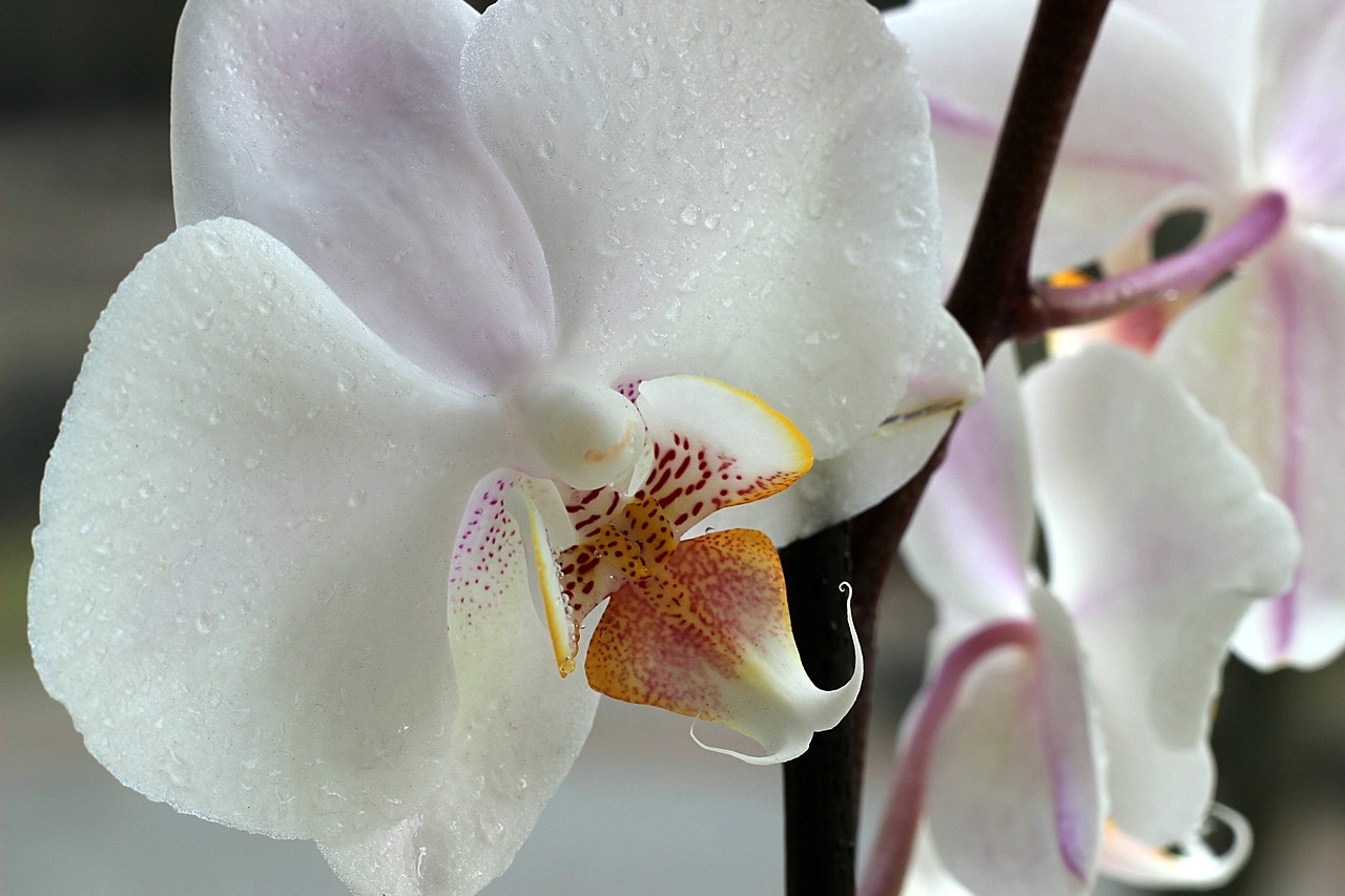 orchid  flower  macro free photo