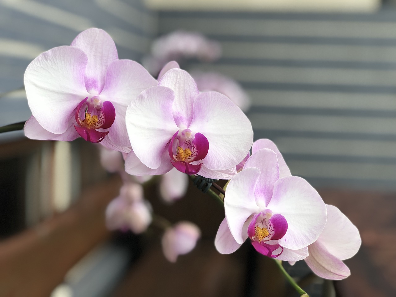 orchid  xie  plant free photo