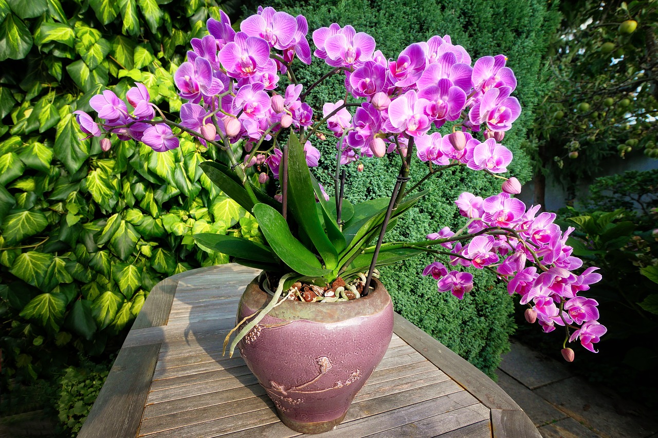 orchid  vase  flower free photo