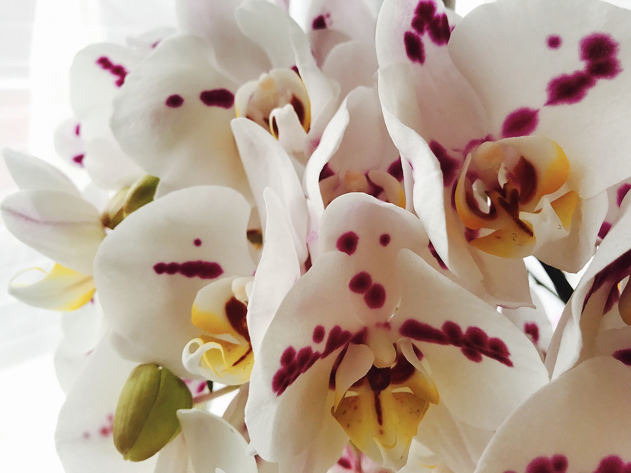 orchid  flower  blossom free photo