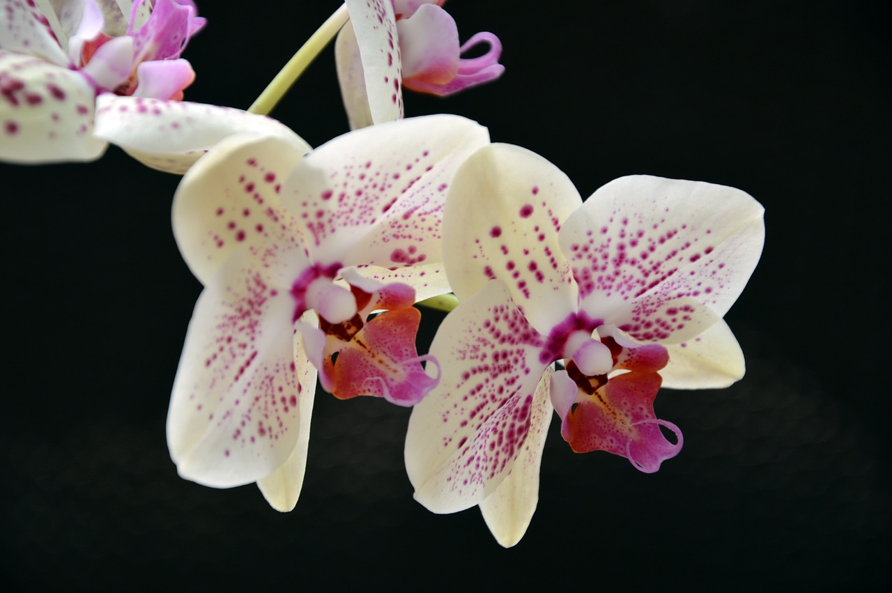 orchid  phalaenopsis  butterfly orchid free photo