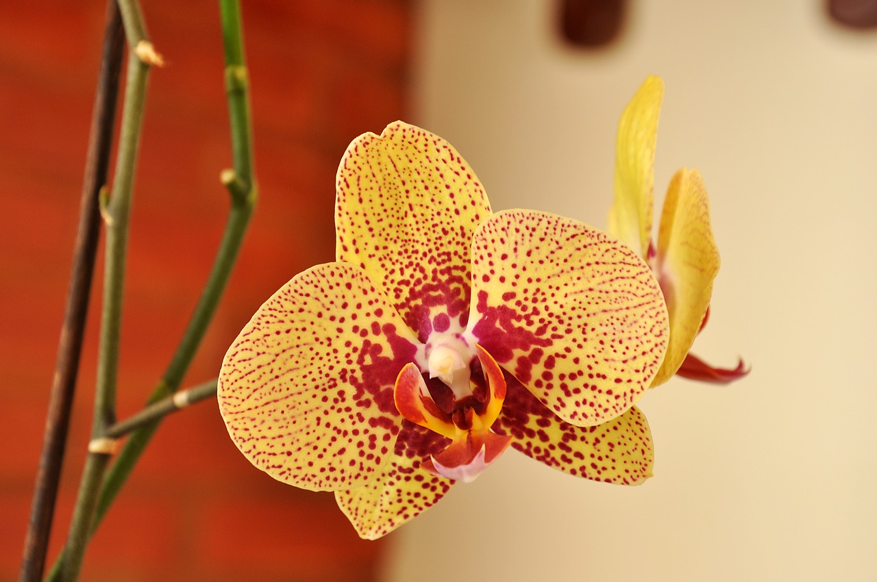 orchid  spring  flower free photo