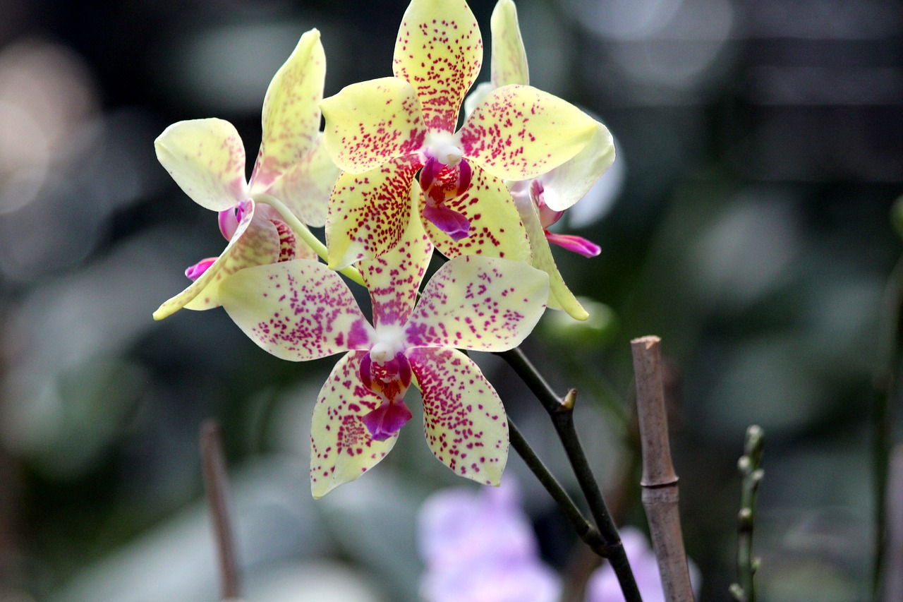 orchid  flowers  beautiful free photo