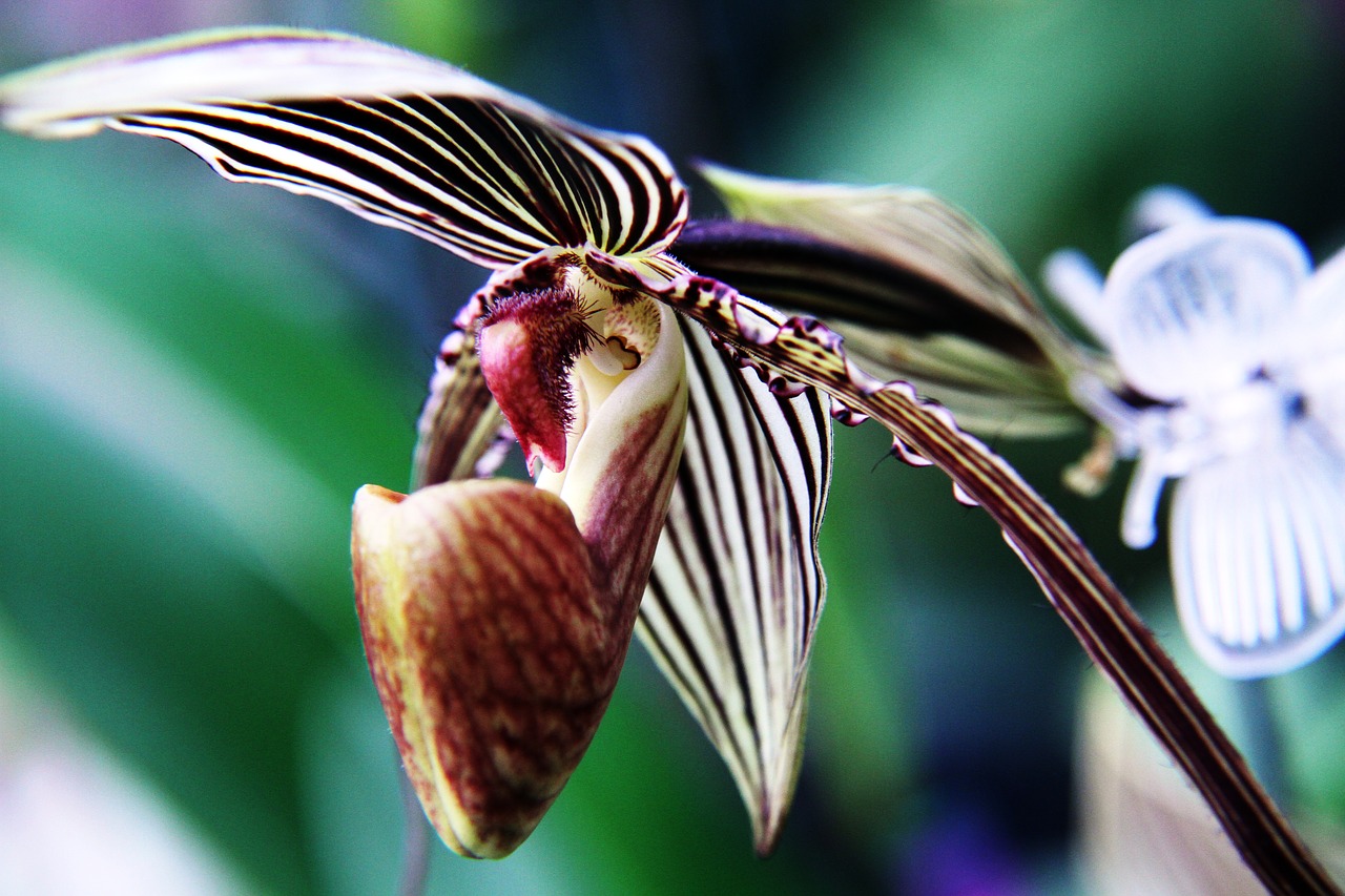 orchid  pink  flower free photo