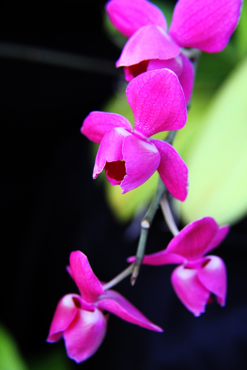 orchid  pink  flowers free photo