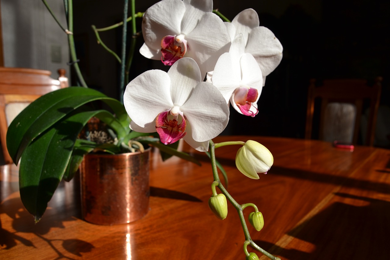 orchid  copper  flower free photo