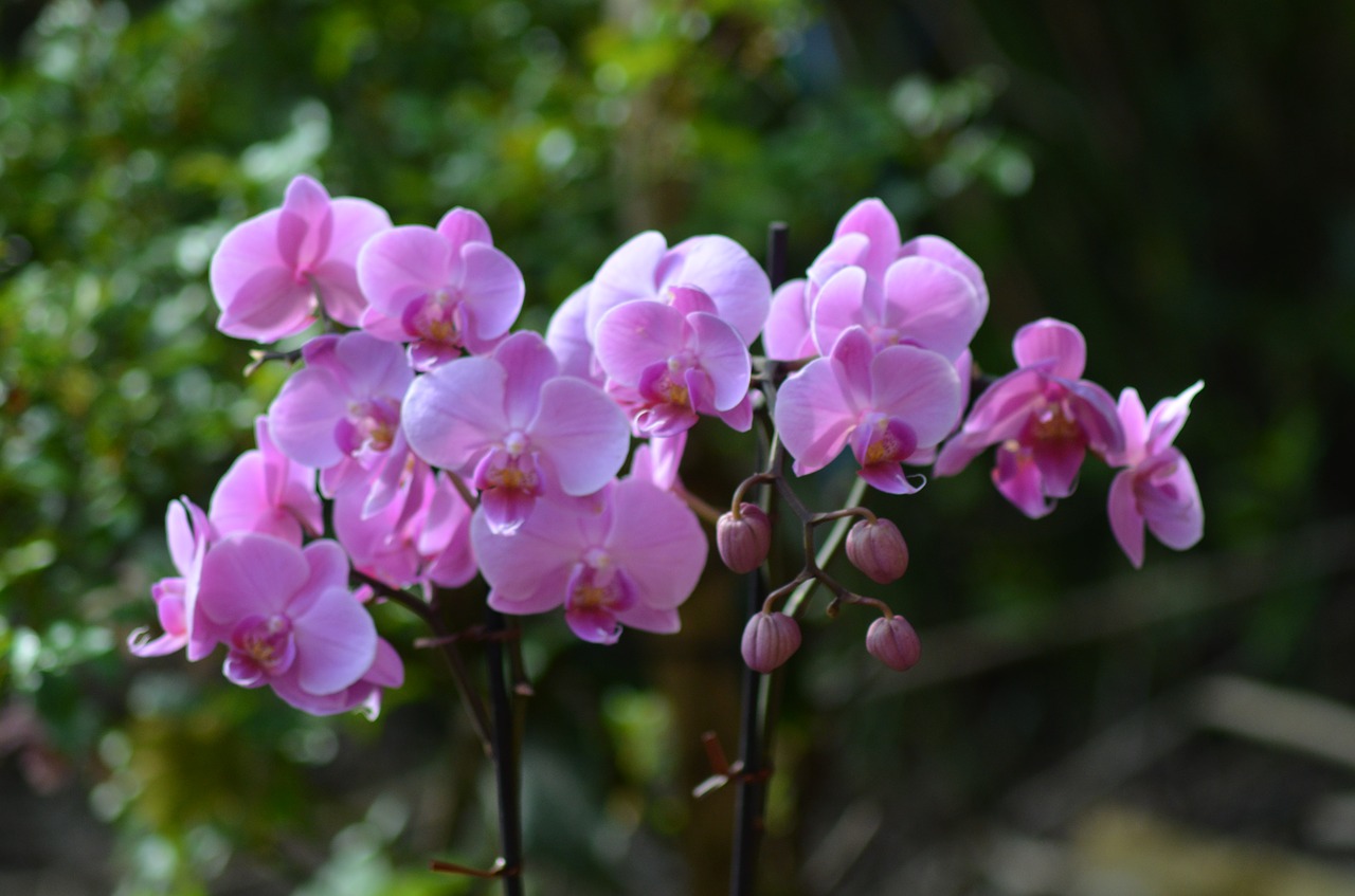 orchid  purple  flower free photo