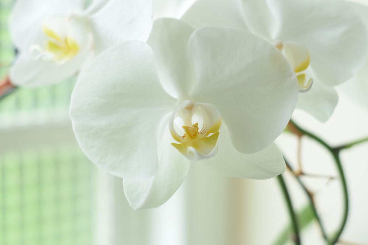 orchid  orchidaceae  white free photo