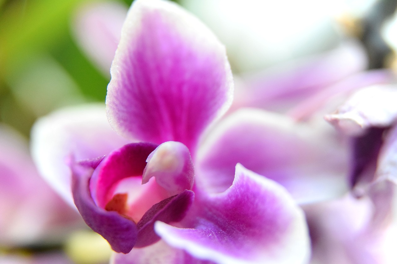 orchid  macro  flower free photo