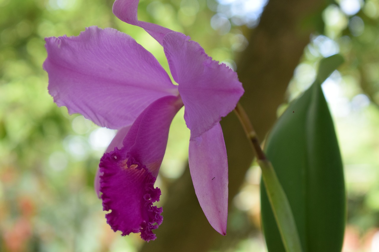 orchid  flower  nature free photo