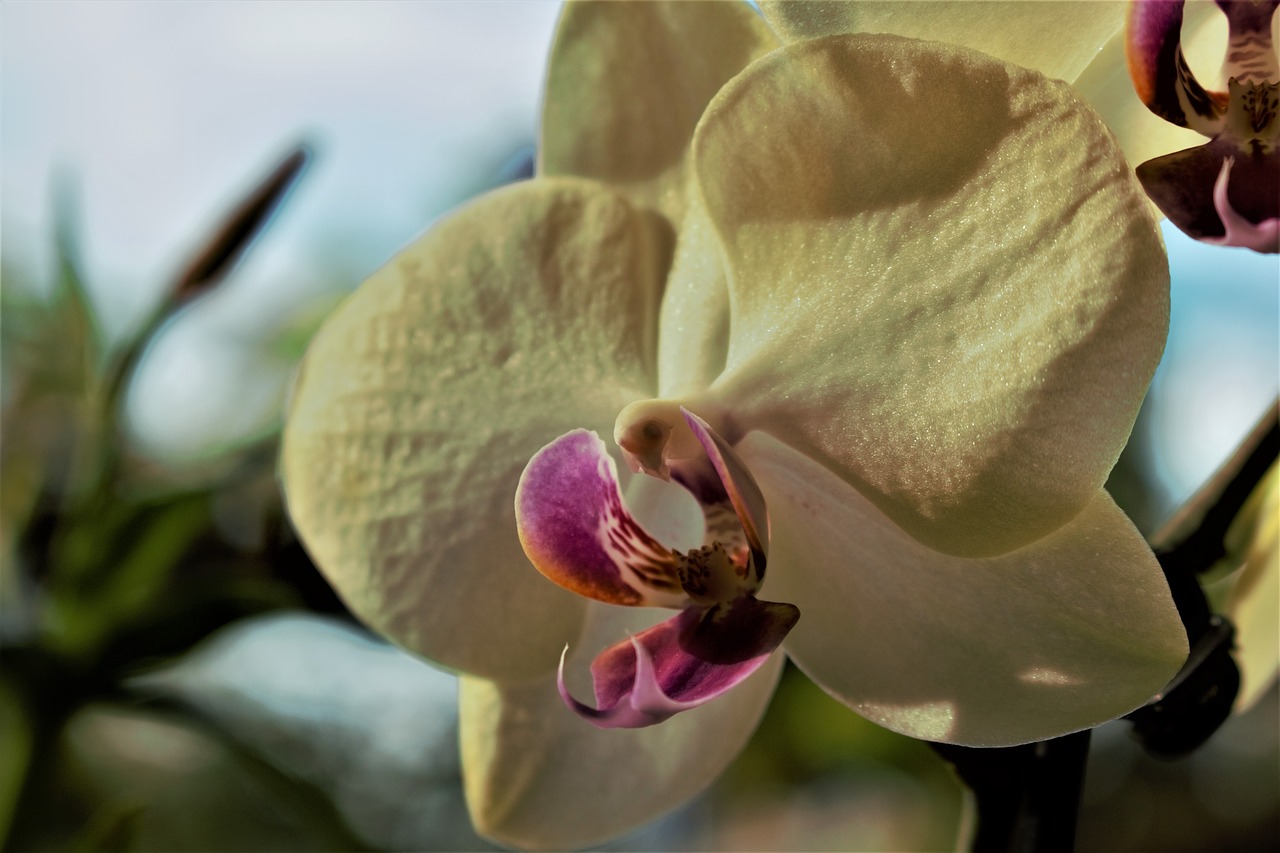 orchid  flower  blossom free photo