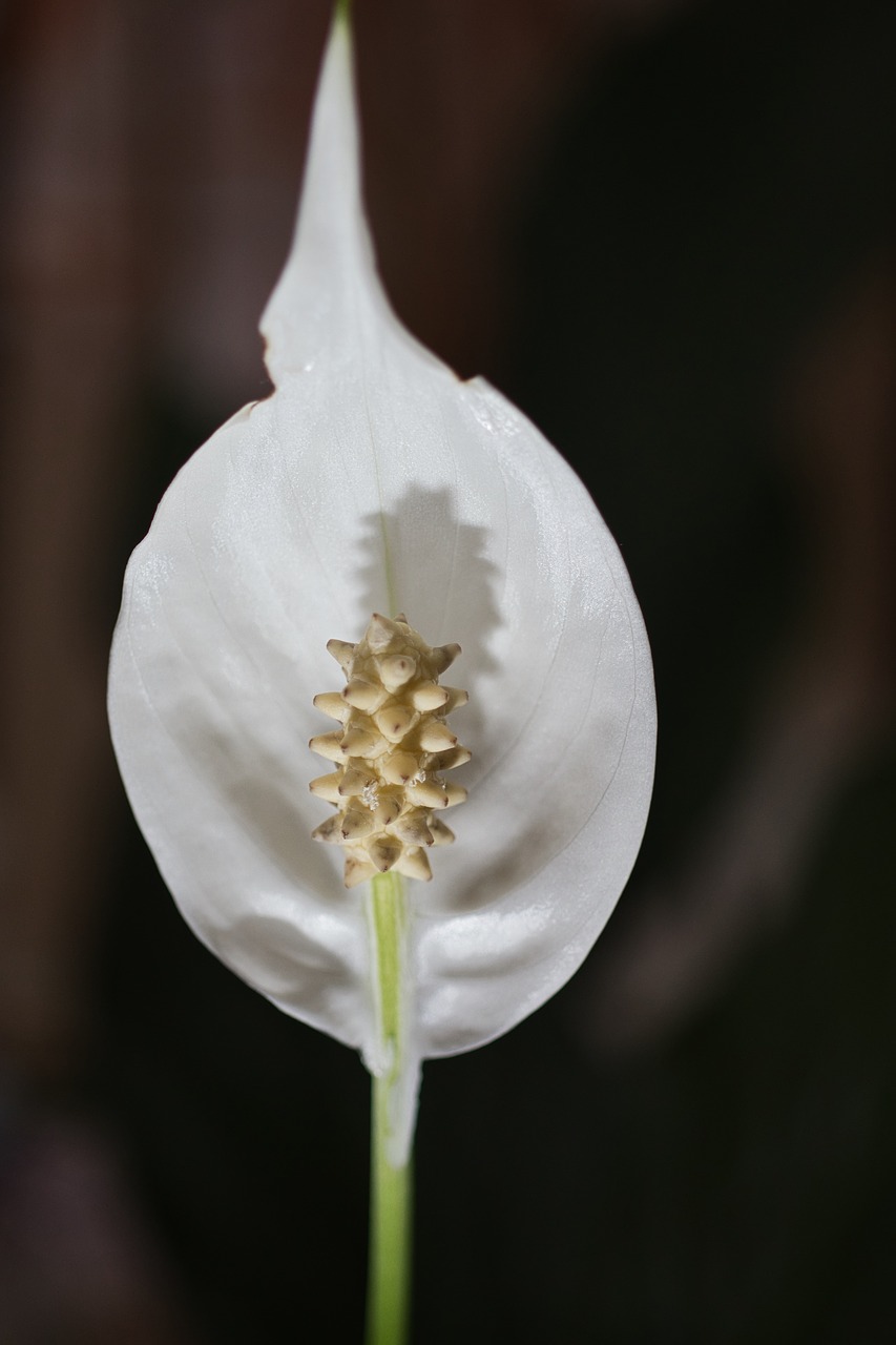 orchid  flower  blossom free photo