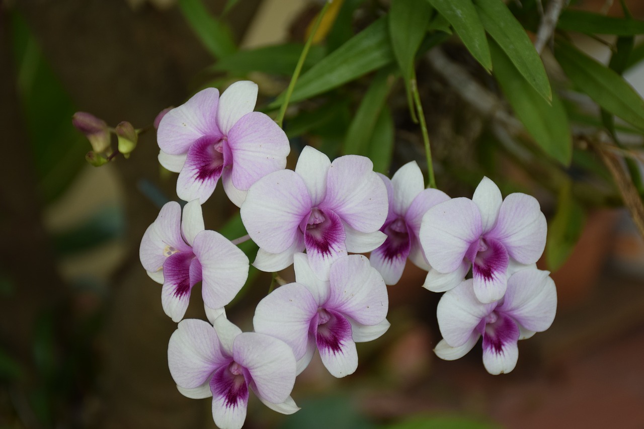 orchid  purple white  flowers free photo