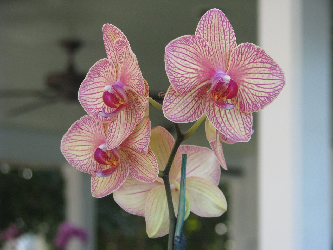 orchid flower floral free photo