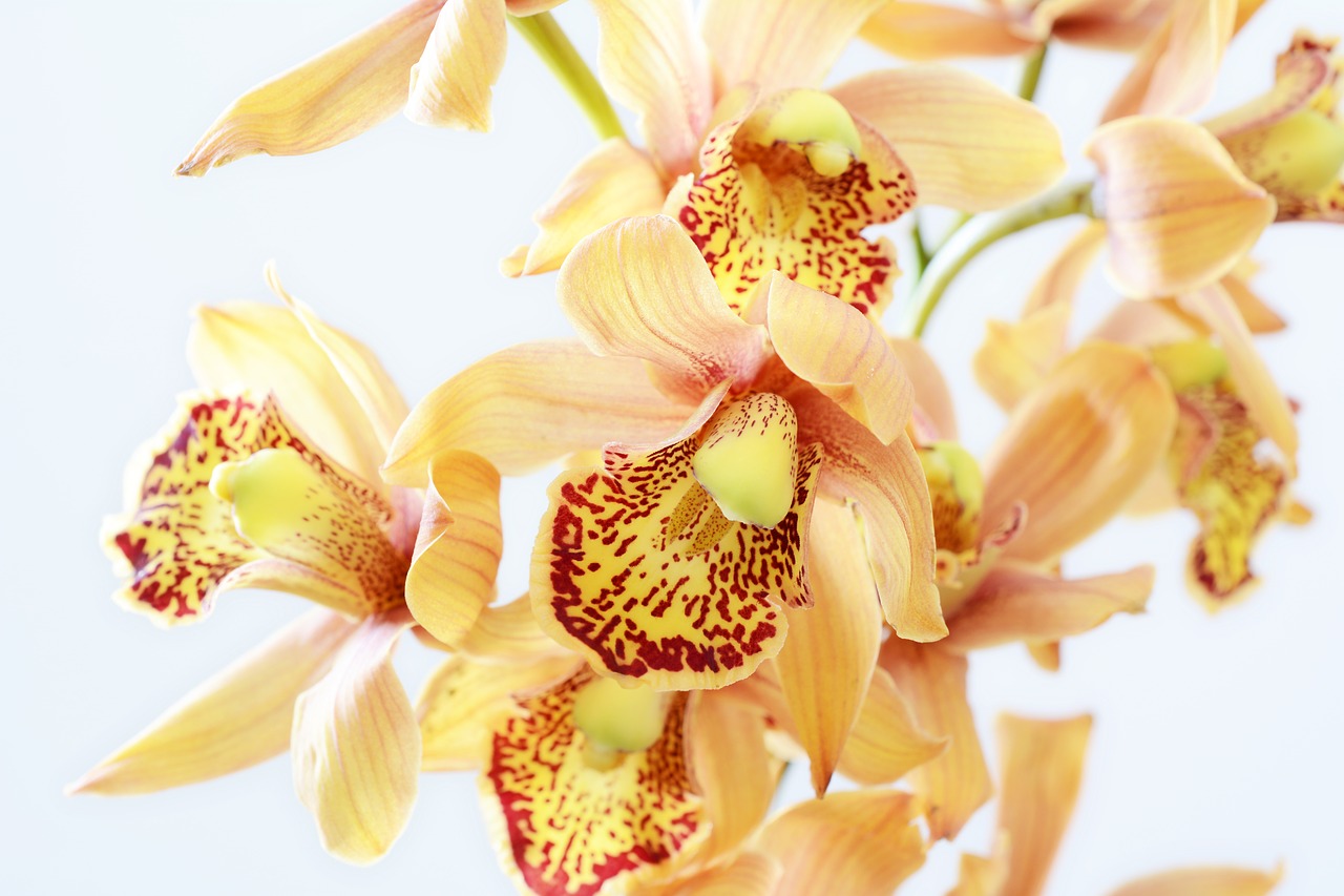 orchid  orange  blossom free photo