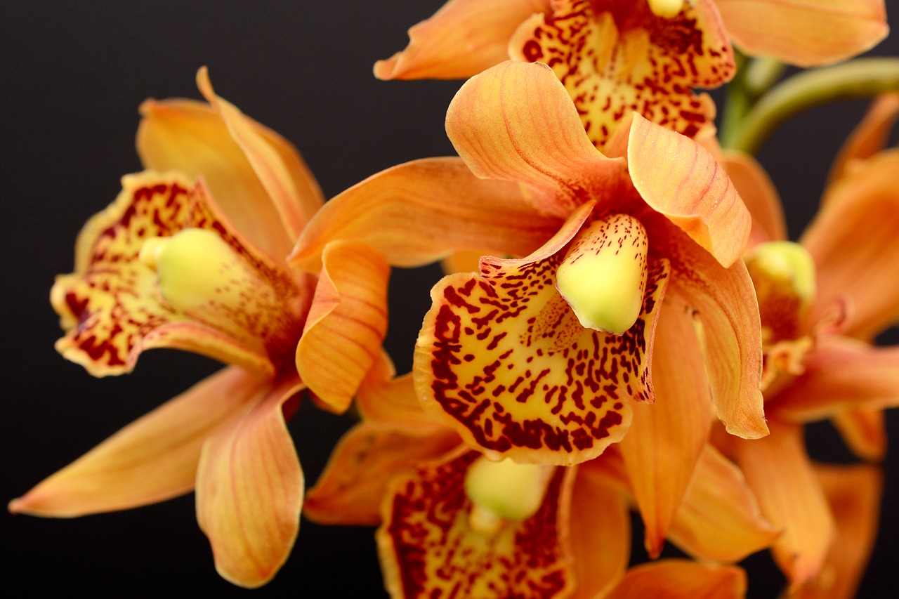 orchid  orange  blossom free photo