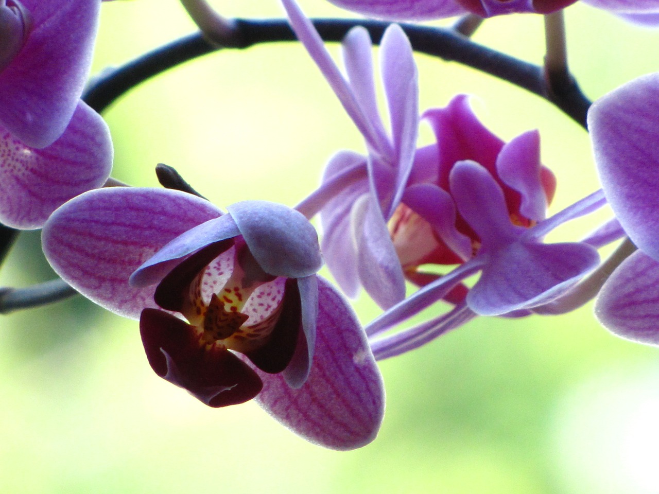 orchid blossom bloom free photo