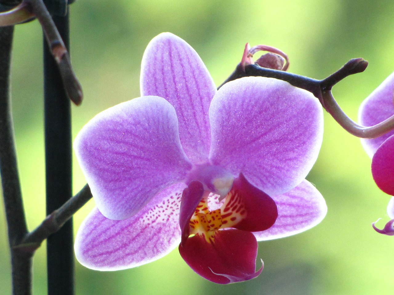 orchid close flower free photo