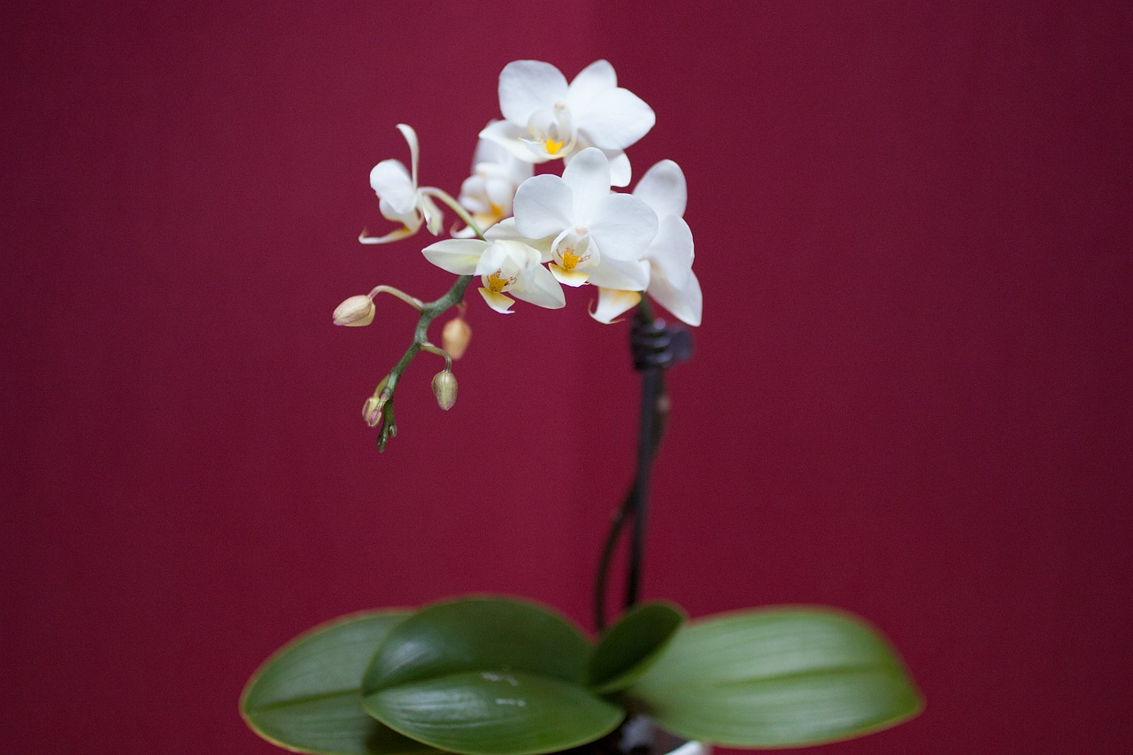 orchid flower white free photo