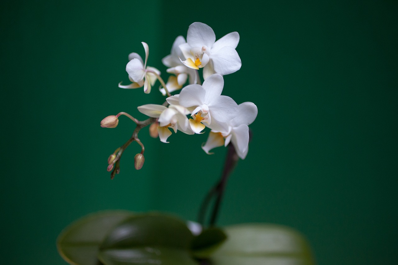 orchid white colorful flowers free photo