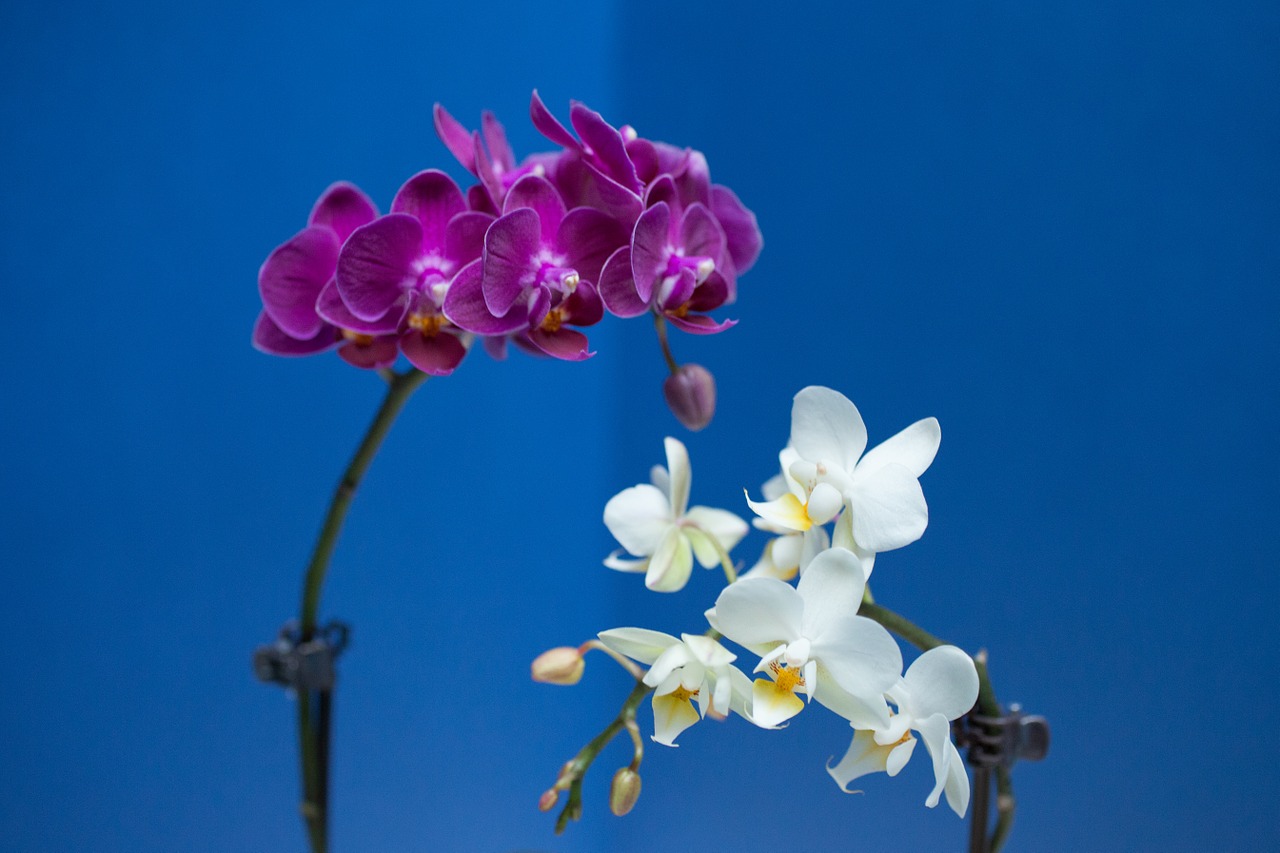 orchid flower violet free photo