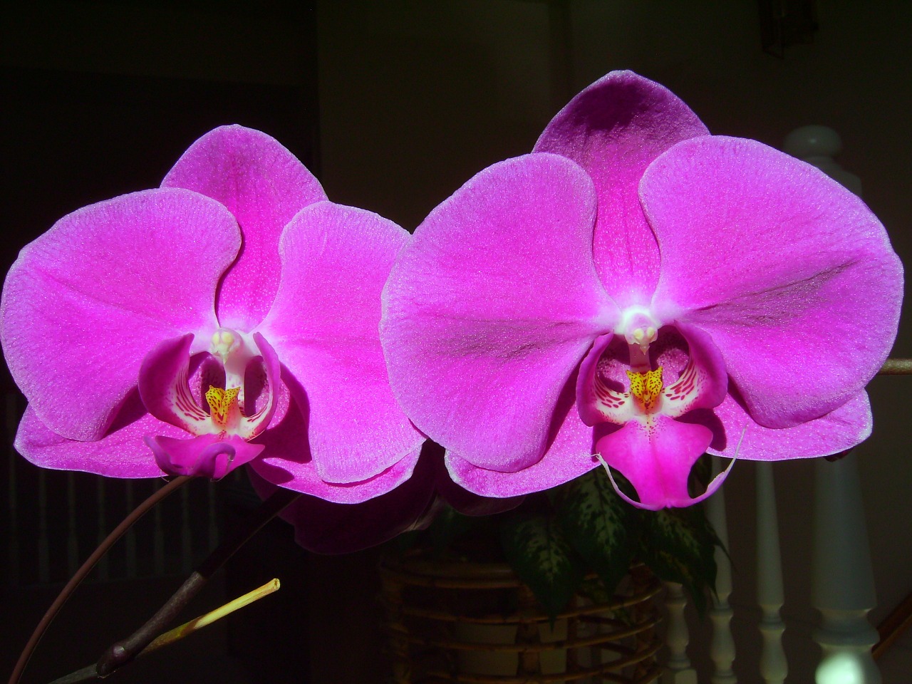 orchid phalaenopsis love free photo