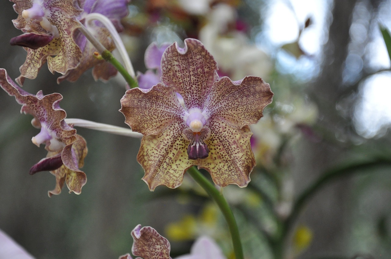 orchid  garden  flower free photo