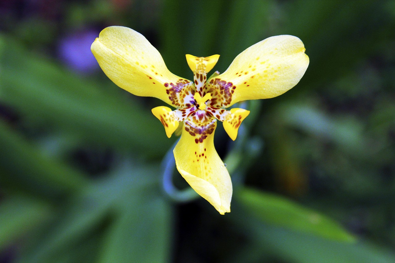 orchid  yellow  bali free photo