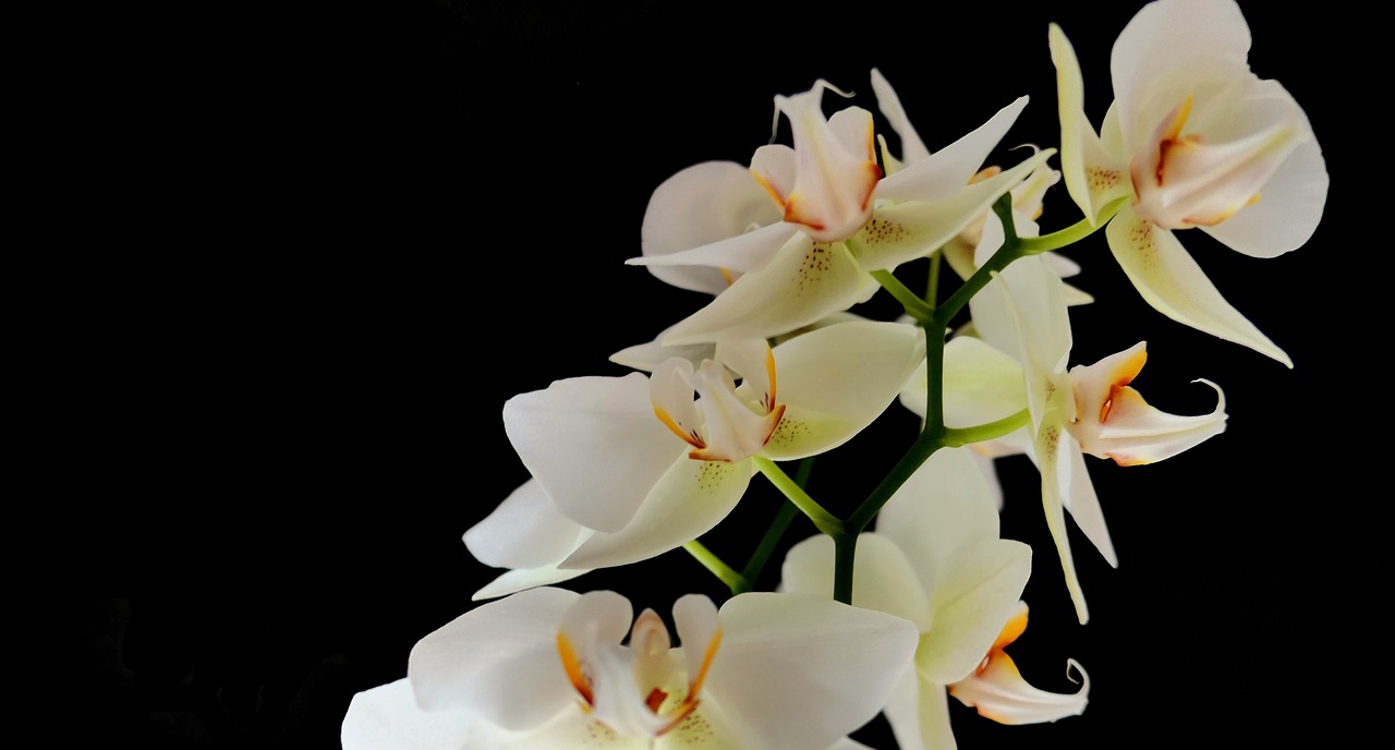 orchid  flowers  nature free photo