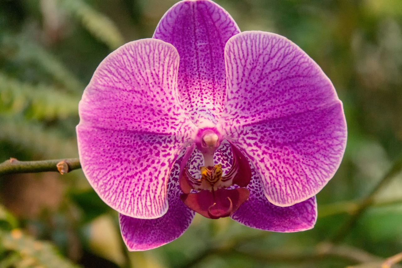 orchid  close up  blossom free photo