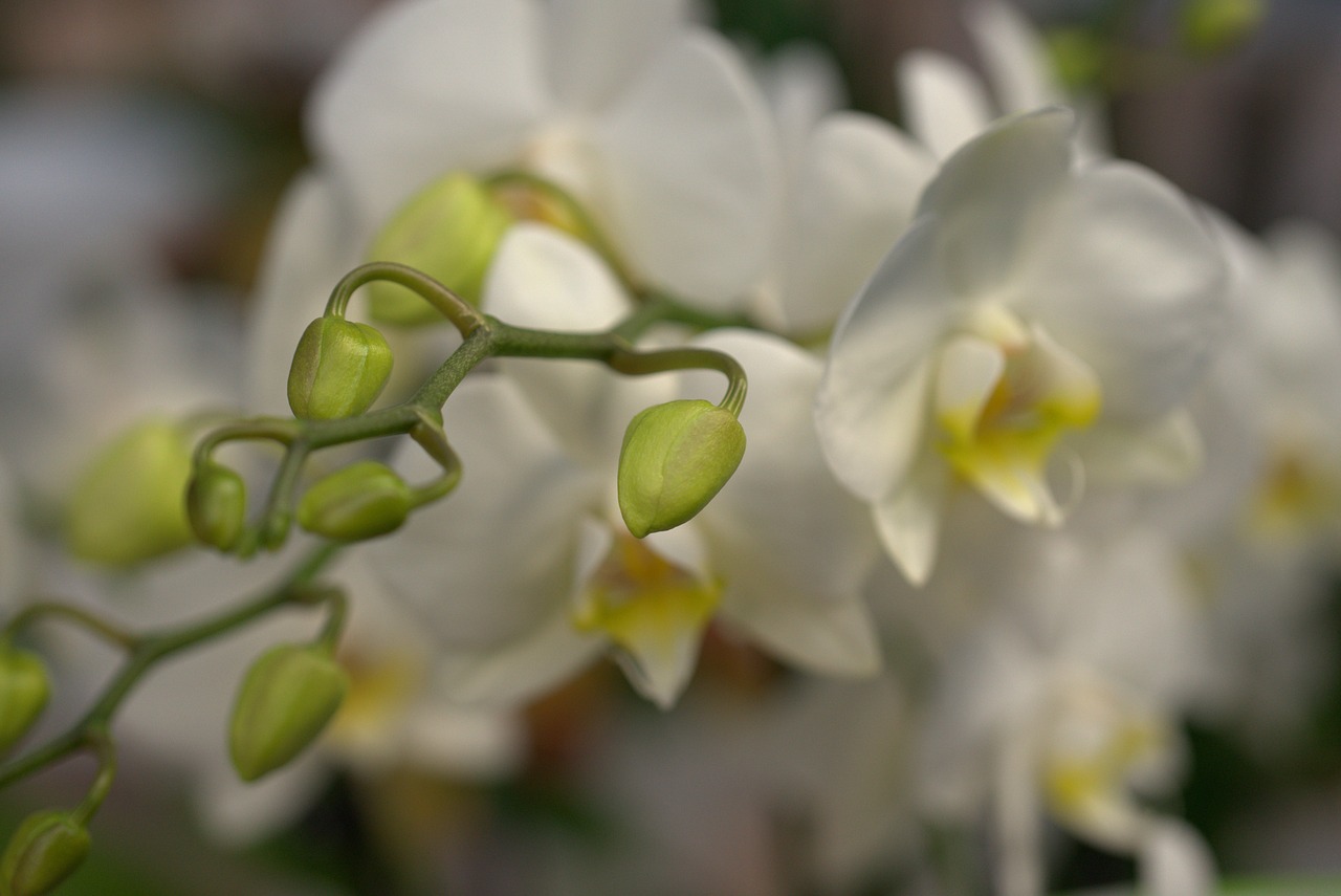 orchid  bud  blossom free photo