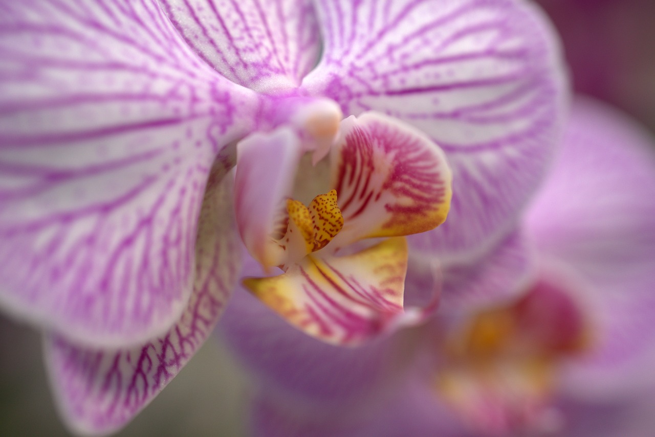 orchid  flower  blossom free photo