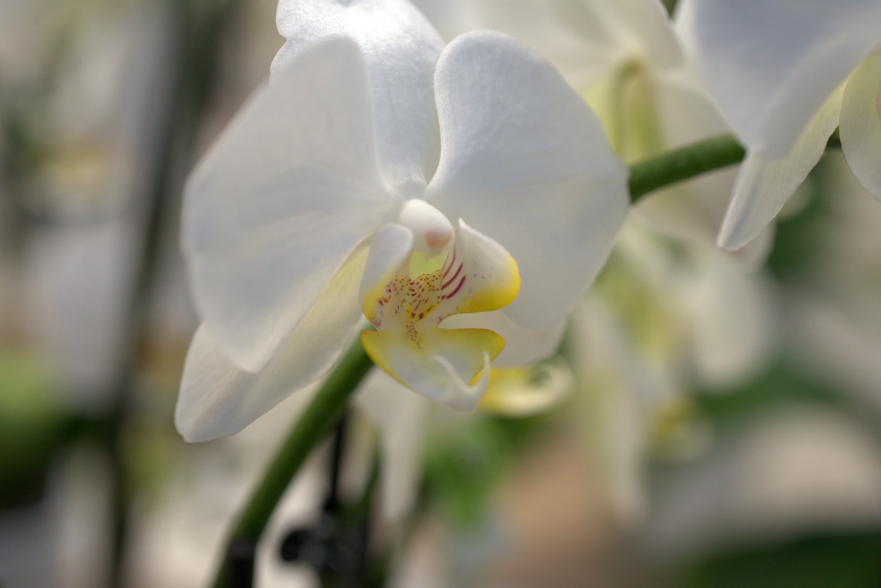 orchid  flower  blossom free photo