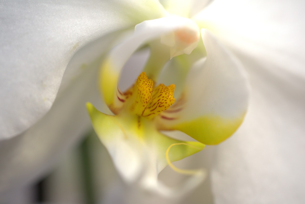 orchid  exotic  blossom free photo