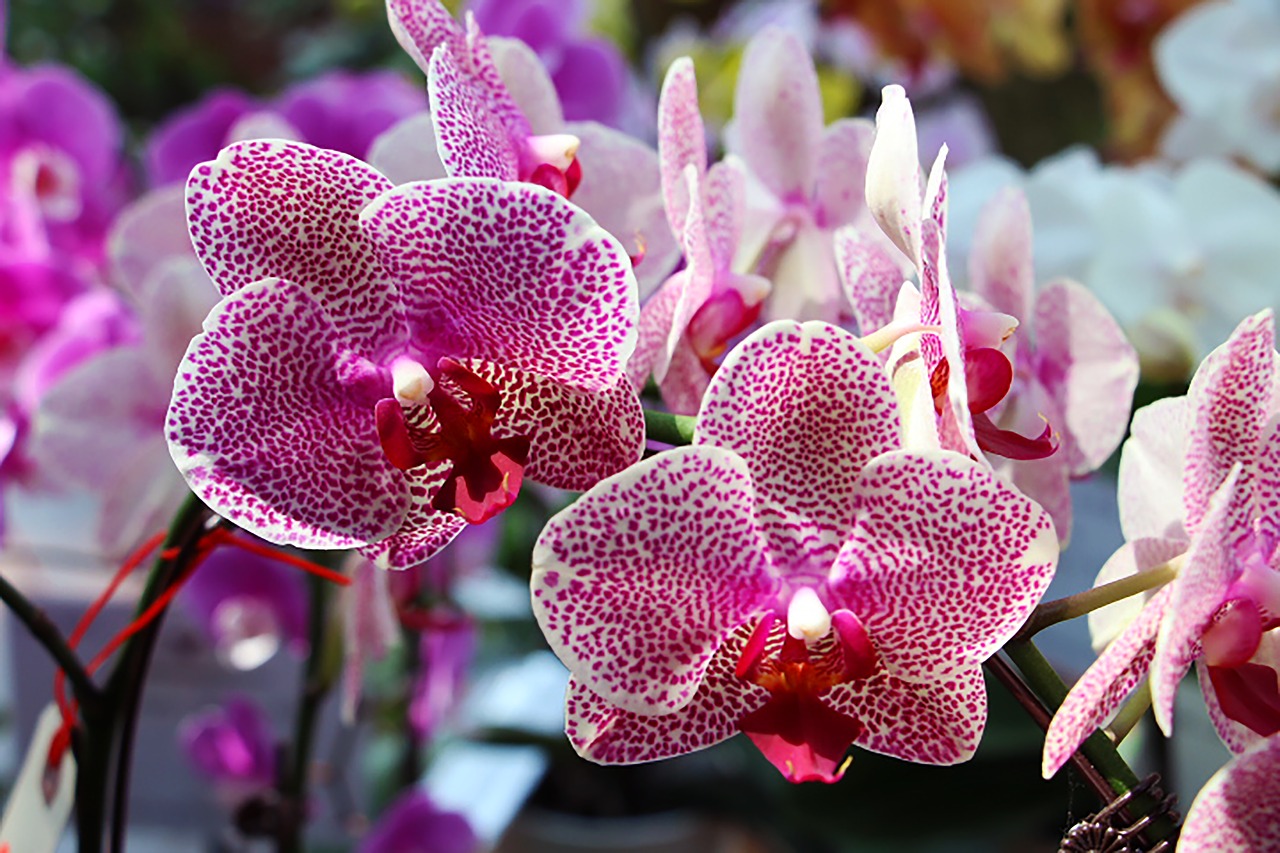 orchid  vanda ms joachim  purple free photo