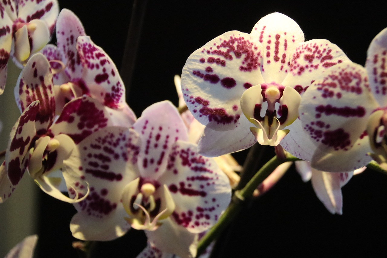 орхидея египет фото